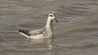 Grey Phalarope at Slimbridge WWT