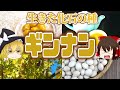 【ゆっくり解説】食べすぎ注意!ギンナンの栄養について解説!