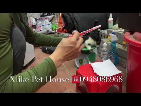 Video: Cách Cho Mèo Con Bôi Smecta