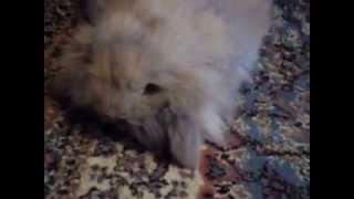 teddy widder loop bunny