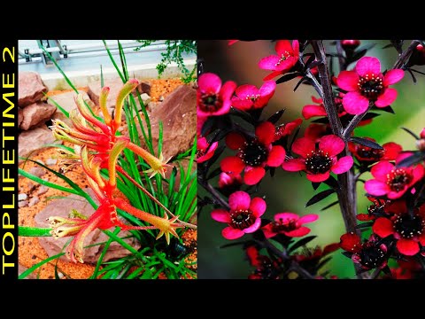 Video: Rritja e Grevillea në ambiente të mbyllura - Si të rritet një bimë shtëpiake Grevillea