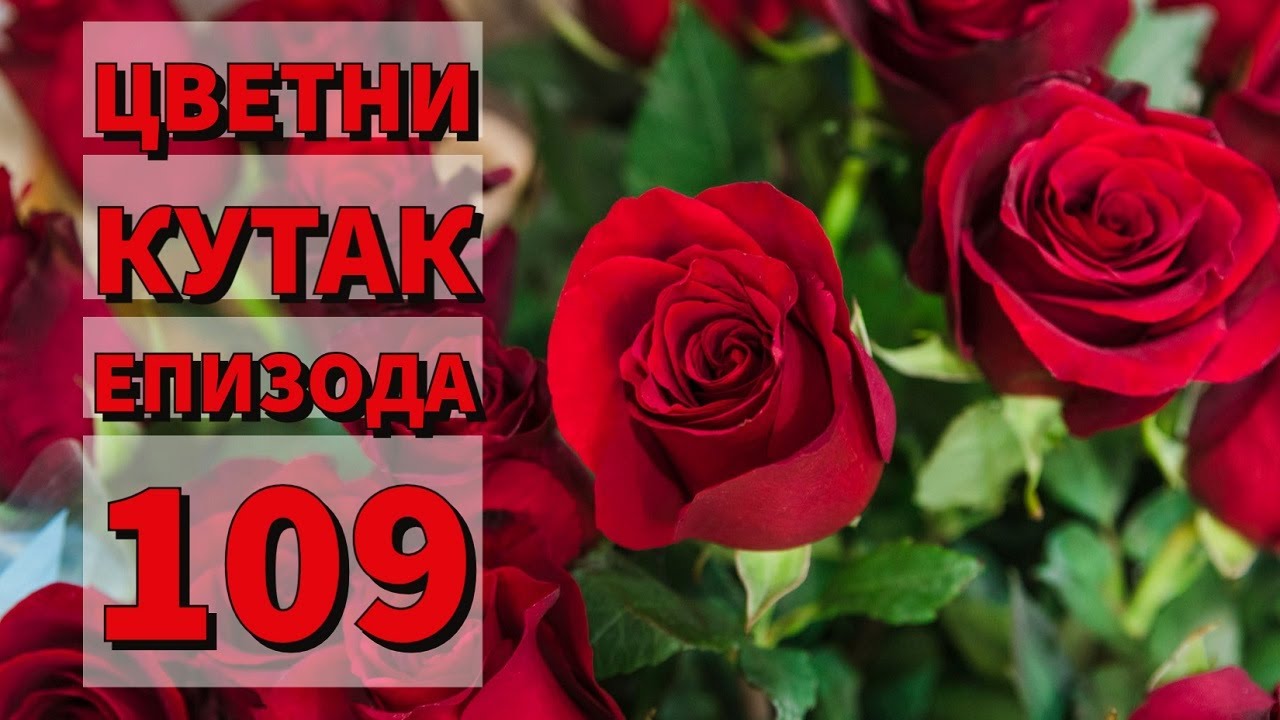 Cvetni kutak ep. 109 09.12.2021. Sorte ruža, Milan Topalović, ligustrum, ASC Garden, Krupajsko vrelo