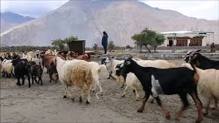 20170902 Leh #16 Ladakh