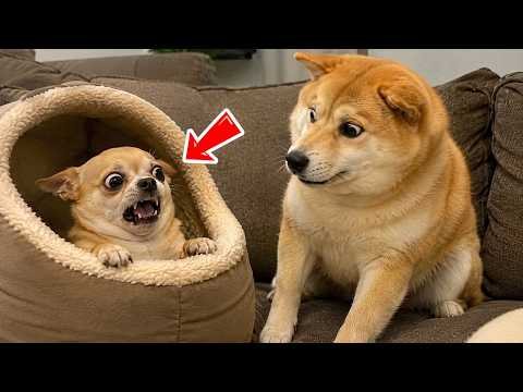 The Most Unexpected Animal Reactions Ever Caught on Camera | Funniest Animal Moments 😂