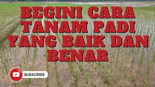 Pola Tanam Padi Jajar Legowo yang Baik dan Benar Untuk Hasil Panen Melimpah