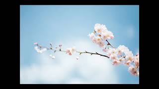 #القارئ صالح بن سالم الصاهود #سورة   AlA'la الأعلى    #Reciter Saleh Alsahood #Surah