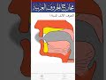 صوت حرف الألف المدية صوت حرف الألف المدية