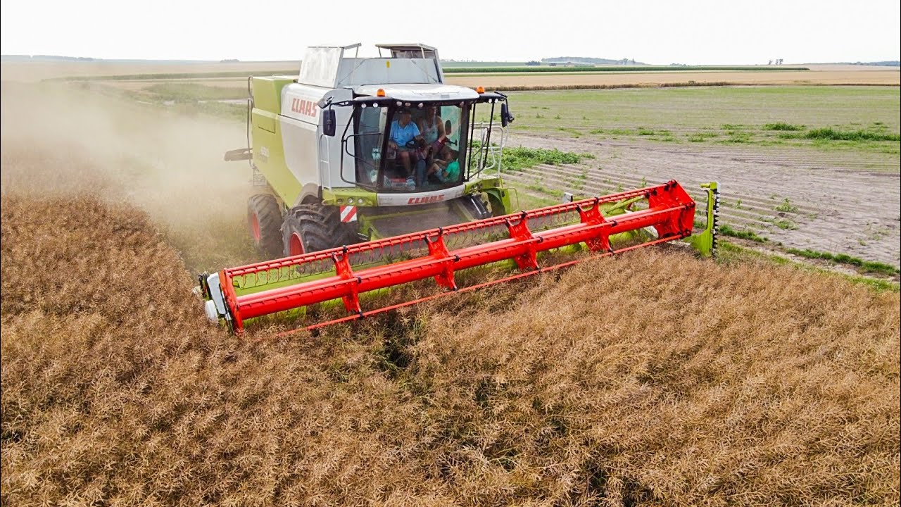 Żniwa Rzepakowe 2021🔥 CLAAS LEXION 650 │ URSUS 1014 │ URSUS 360🔥