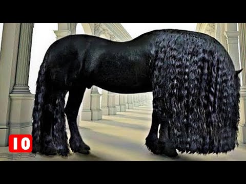 Βίντεο: Πού ζουν τα άλογα του clydesdale;