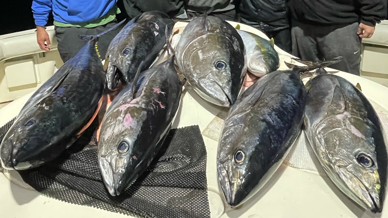 Bluefin tuna and yellowtail on the Nomad YouTube