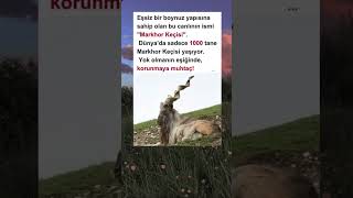 🌙Markhor Keçisi Çbilgiler