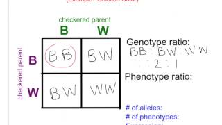 Bio 8.5 Non Mendelian Genetics - Incomplete & Codominance