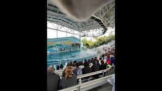 Amazing Dolphin Show at Discovery Kingdom 🐬💙 #amusementpark