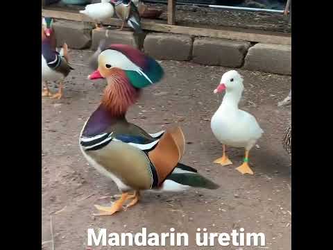 MANDARİN ÖRDEĞİ