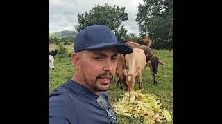 Palha de milho para o gado. #pecuária