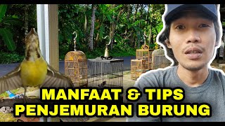 CARA PENJEMURAN BURUNG KOLIBRI KELAPA