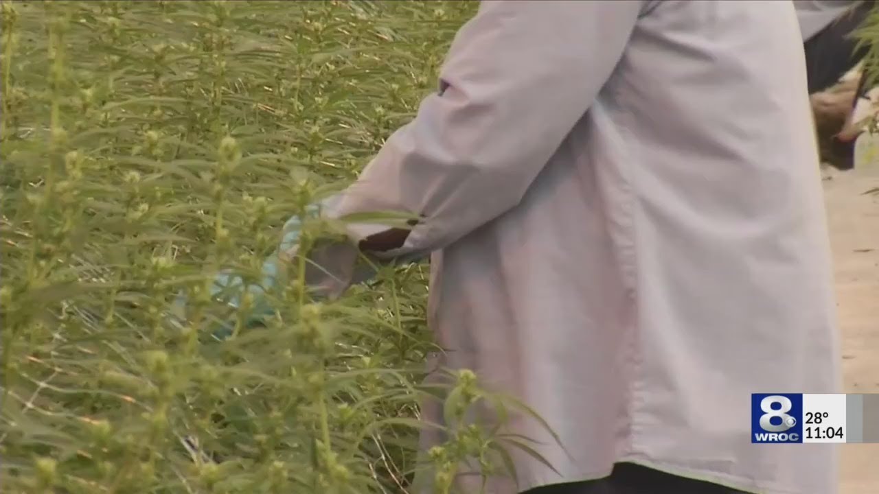 State Department of Health issues second two-year report on medical use of marijuana