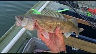 A Limit of Walleye and Catfish on a Trotline. Unbelievable! #fishing #walleye #catfishing