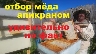 Главный Взяток: что нужно сделать в это время.  Отбор Мёда Апикраном