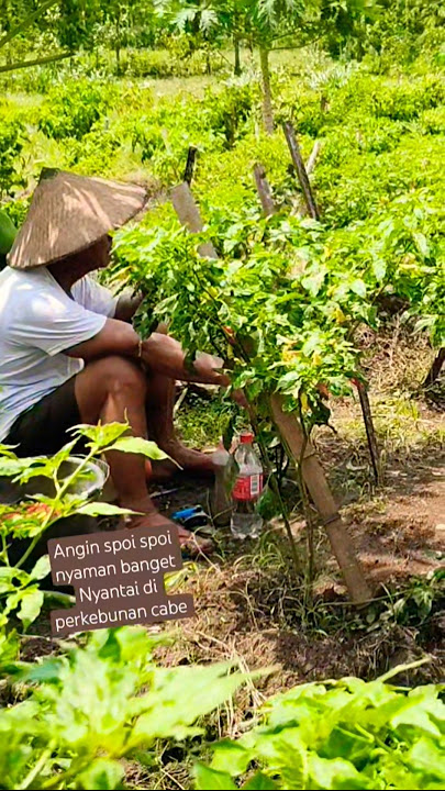 #anginsepoisepoi #panencaberawit #gardening #villagevlog #fypシ゚viral #shorrt #village #nyantai