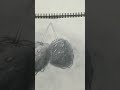 hyperrealistic cherry 🍒 drawing