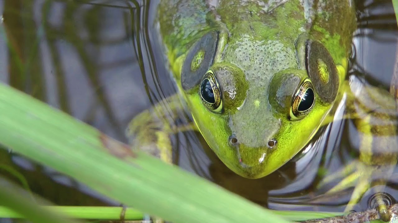 Green Frog Territorial Dispute