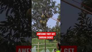 AWESOME THEY GET DURIAN EASILY #durian #shorts #video #viral #viralvideo #fyp #tiktok #1mviews