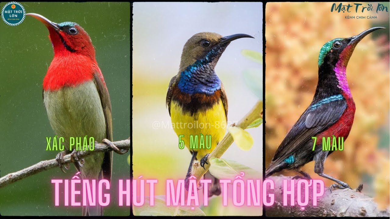 ✅Tiếng chim Hút mật tổng hợp đánh loa - Không tạp âm 30 Phút (5 Màu + 7 Màu + Xác pháo) | Sunbird