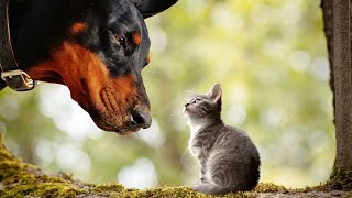 Funniest 🐶 DOGS and 😻 CATS 🤣 Awesome Funny Pet Animals Videos by AnimalKing 90 views 2 years ago 10 minutes, 4 seconds