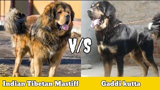 Indian Tibetan Mastiff vs Gaddi dog difference and fight