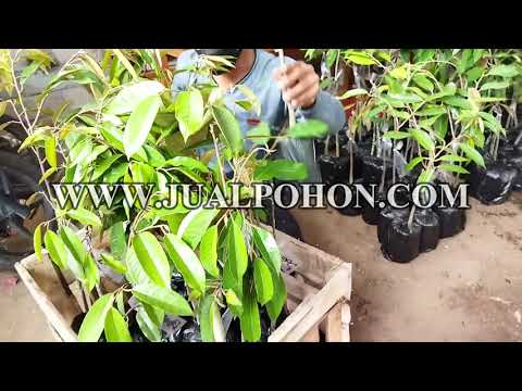 Ingin Panen Durian Berkualitas? Pilih Bibit Durian Bawor Kaki 3 (Proses Packing)