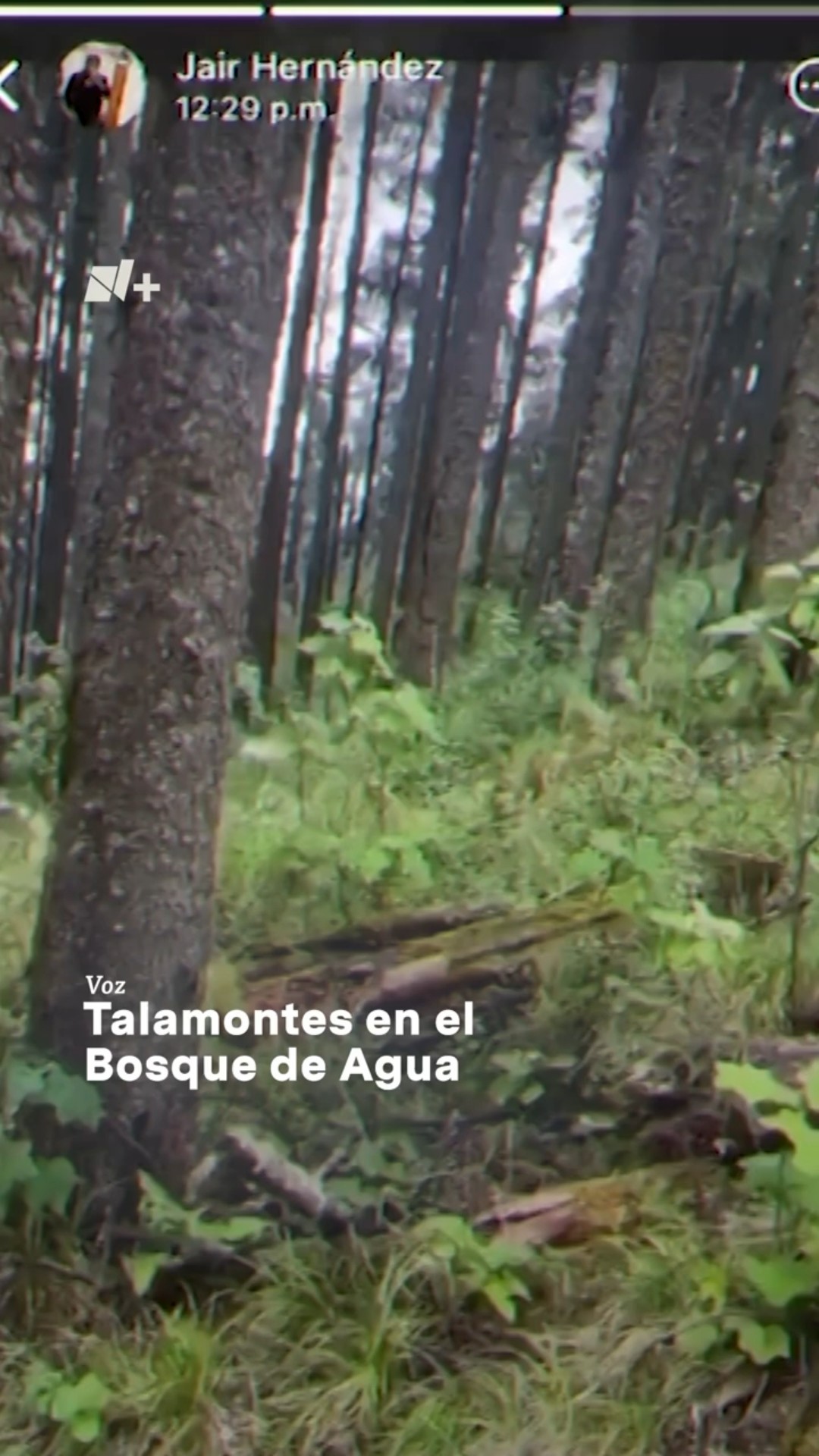 Sigue la tala clandestina en el bosque de agua #nmas #shorts #talailegal