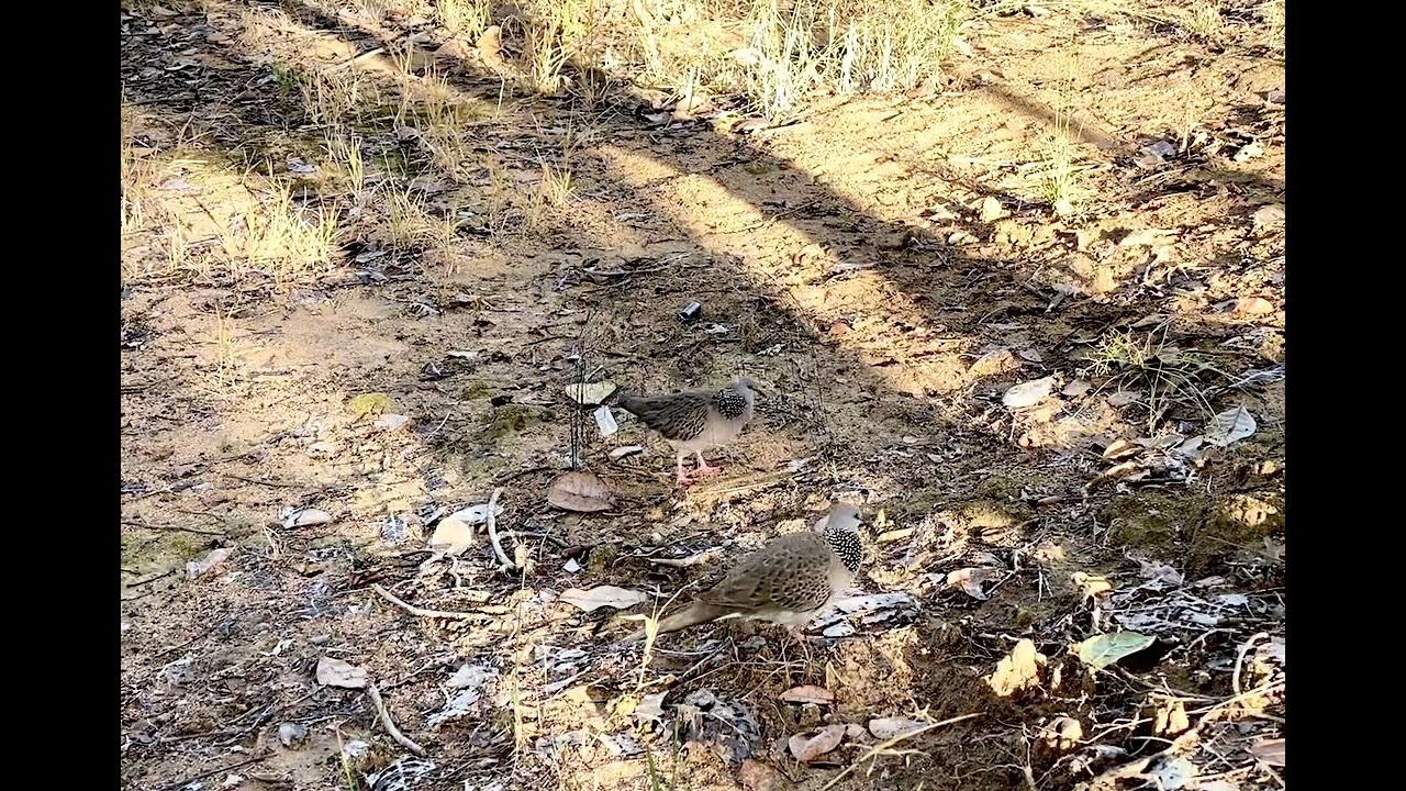Bẩy cu gáy (Mồi yếu gù gặp bổi dư gù) mồi siết gù, con bổi nó còn găm ác hơn a,e coi tạm 