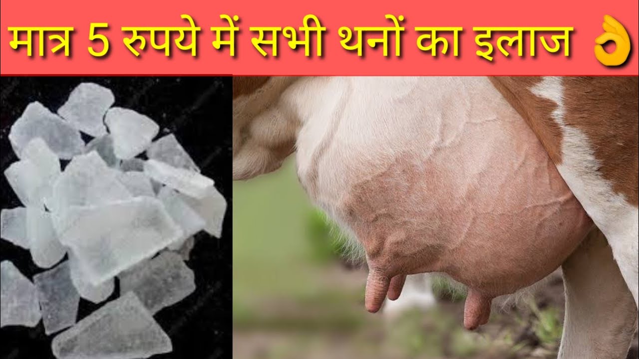 गाय भैंस का दूध कम आना, छेछडे़ आने का देसी इलाज | Bhains ka doodh | How to increase cow|Buffalo milk