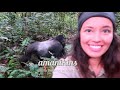 Vlog #71 Attacked by a Gorilla in Uganda!