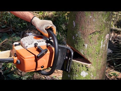 Vídeo: Como As árvores São Derrubadas