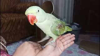 My alexandrine parrot talking on my hand | Alex Talking Parrot