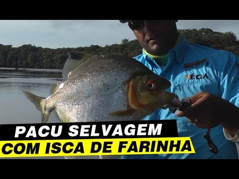 DICA - COMO PESCAR PACU SELVAGEM!!!