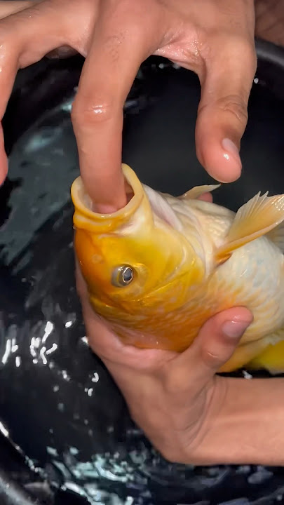 Big size golden fish leli #aquarium #goldfish #aquarium #mollyfish #guppy #koifish #petfish #petvlog