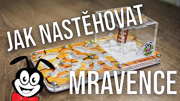Jak se zbavit mravenci na zahradě?