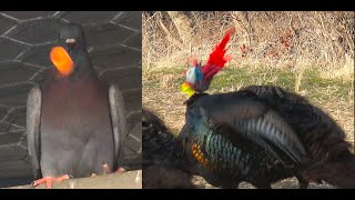 Turkeys Pigeons & Blowguns