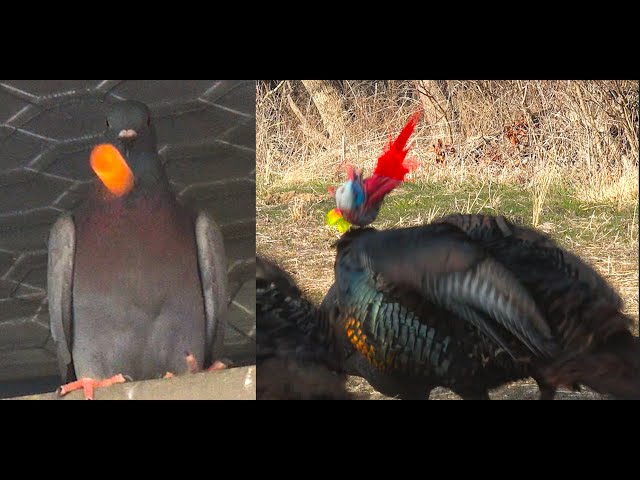 Turkeys Pigeons u0026 Blowguns class=