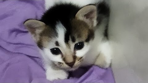 Making a Dave and Bambi character in SSS | Drexynish