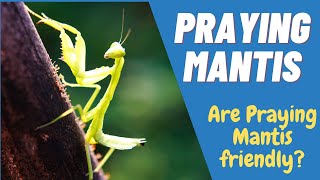 40 Surprising Praying Mantis Facts | Praying Mantis Facts | Female Praying Mantis | Prey Mantis