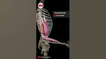 Supinated, Mid, and Pronated Curls 💪