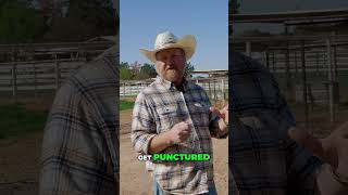 How Long Can Frozen Meat Last? Expert Advice #shorts