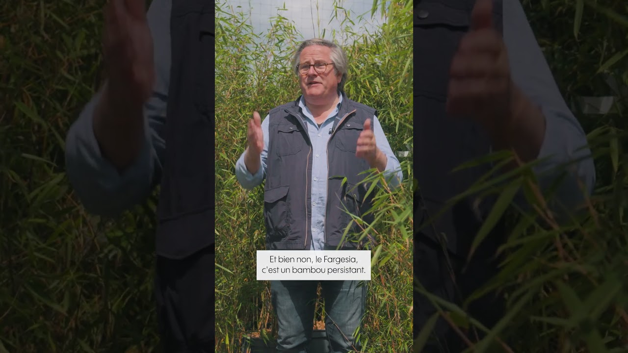 Le Fargesia le bambou non envahissant idéal pour le jardin - Truffaut