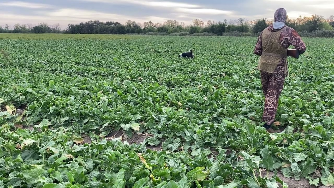 БЬЁМ ВСЕ РЕКОРДЫ! НЕВЕРОЯТНЫЕ ВЫСТРЕЛЫ. ОХОТА НА ПЕРЕПЕЛА и ГОРЛИЦУ в Кущевском районе.