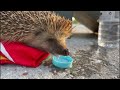 Thirsty Little Hedgehog Rescued! (Algarve, Portugal)