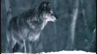 Video thumbnail of "Wolfzeit"